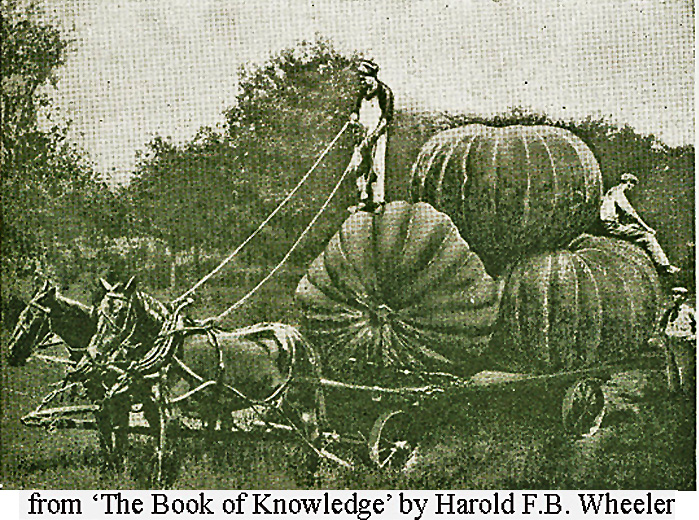 Biggest pumpkins ever photographed (1930s)