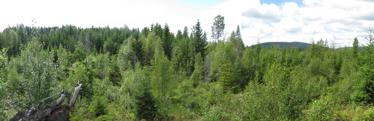 Nordmarka forest near Movann