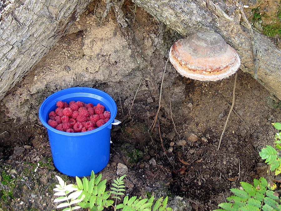Wild raspberries in Nordmarka woods, near Oslo