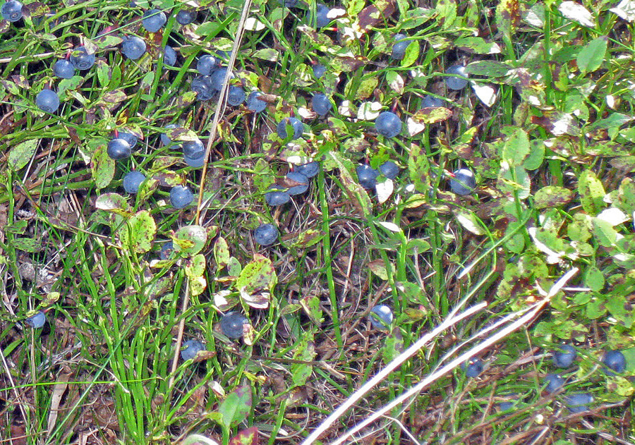 Bilberries in Nordmarka