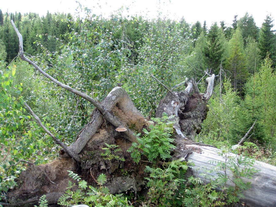 Nordmarka, fallen spruce