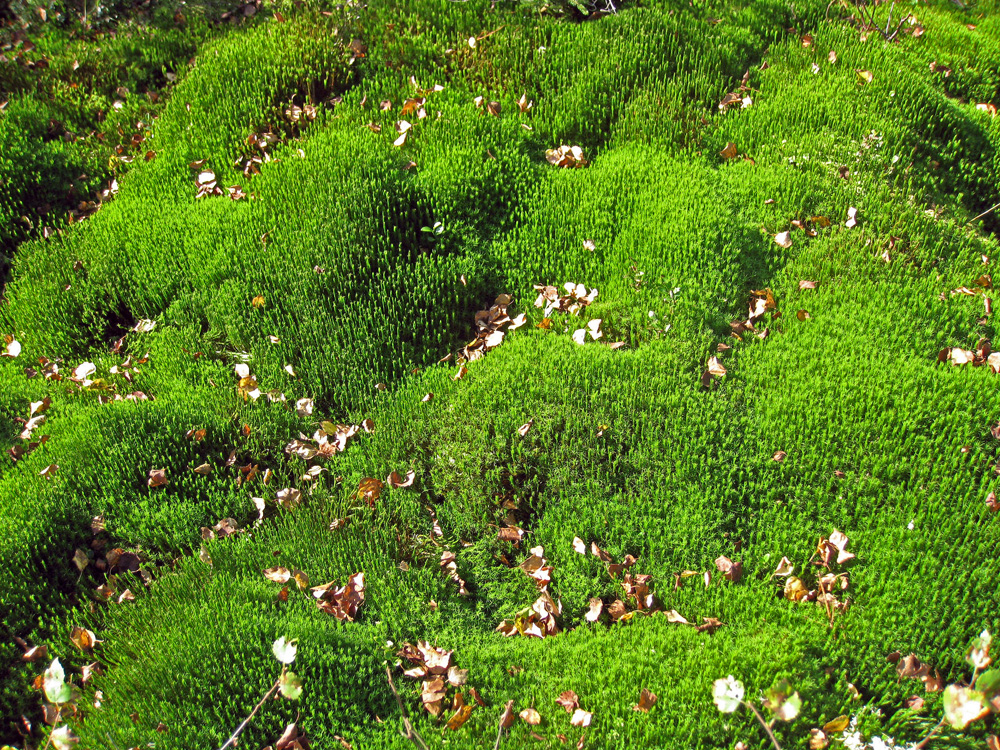 Moss in th Nordmarka forest