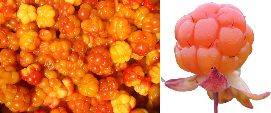 Cloudberries (multer)