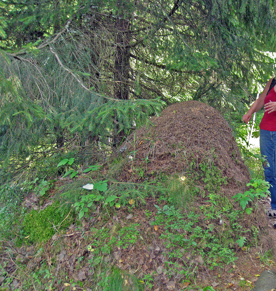 Wood anthill in Marka