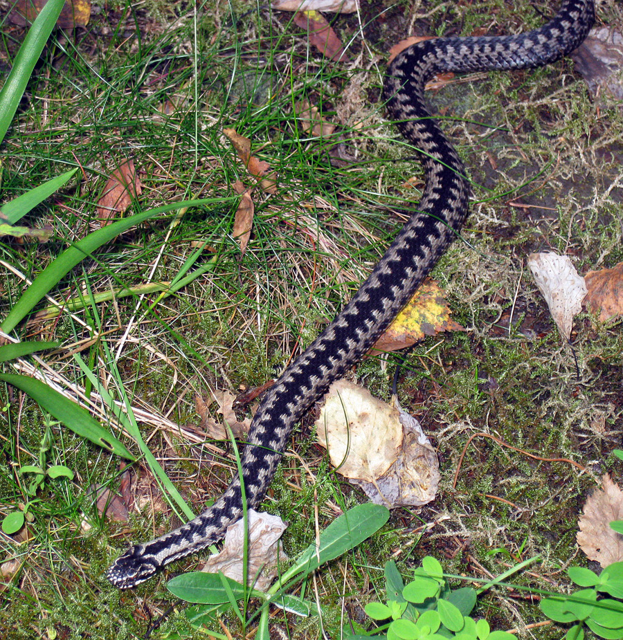 Viper in the woods near Oslo