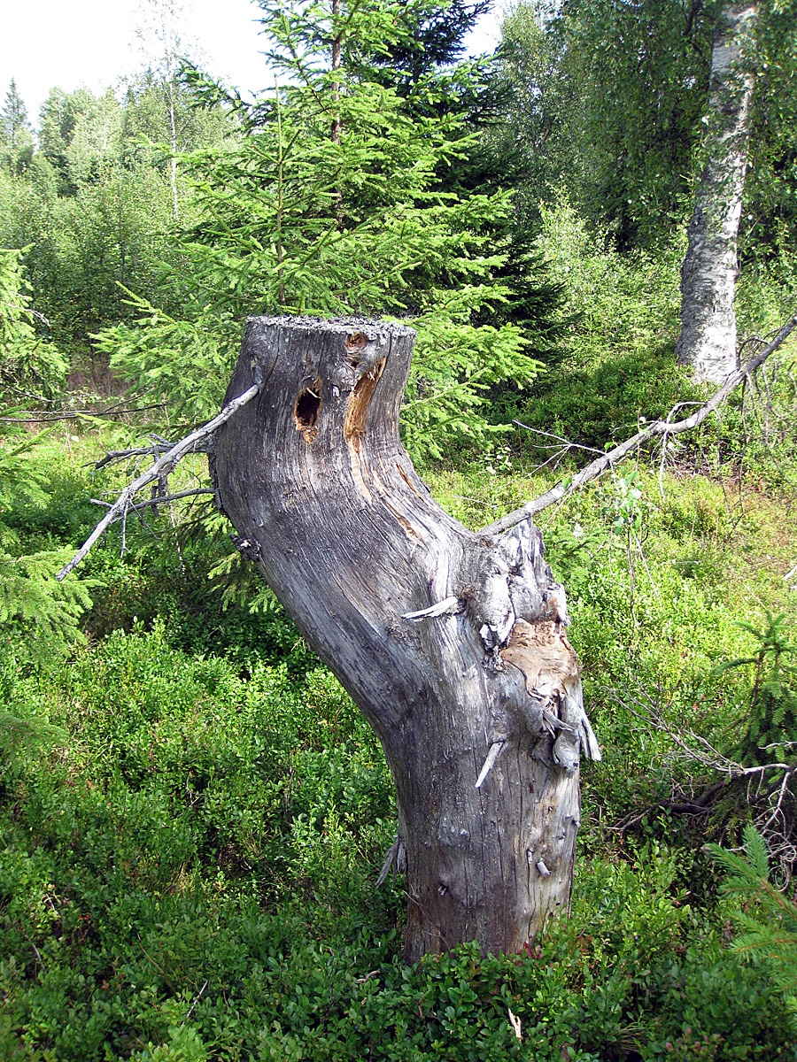 Woodpecker's hole